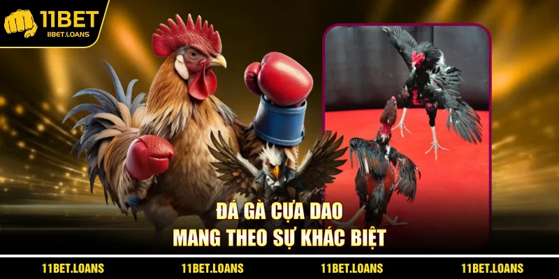 Đá gà cựa dao mang theo sự khác biệt